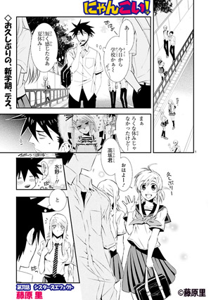 にゃんこい!